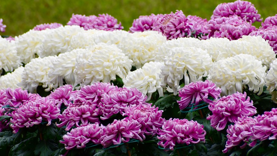 Диантус, гвоздика (турецкая)