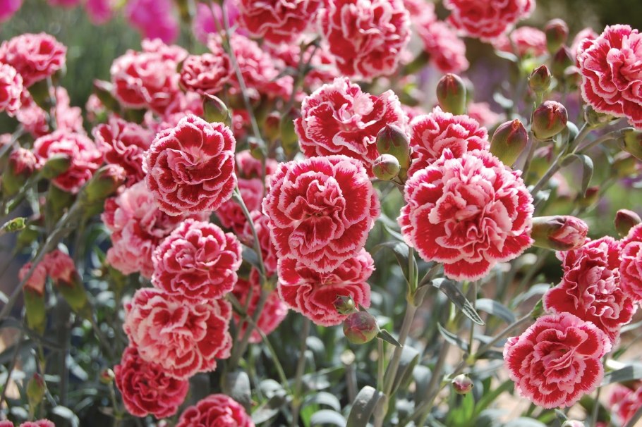 Гвоздика садовая шабо