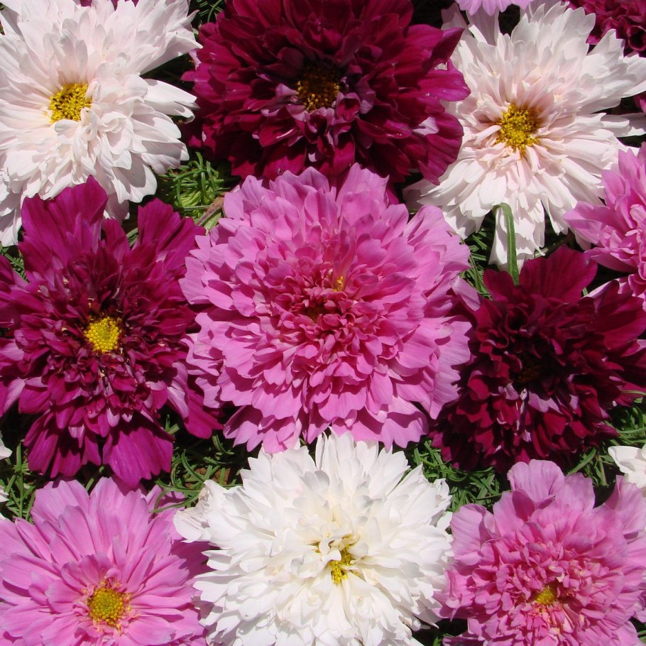 Лиана калистегия