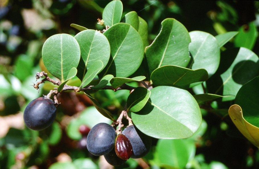 Prosodacna littoralis (Eichw.)