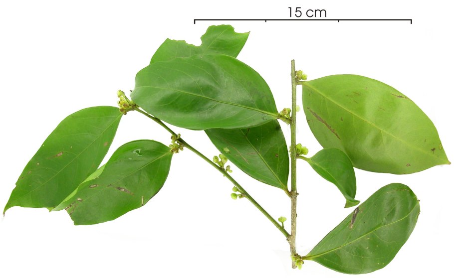 Eustrephus latifolius