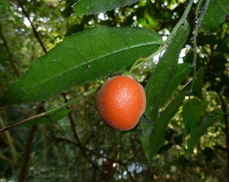 Хризобалановые (Chrysobalanaceae