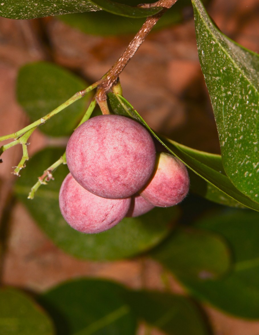Вечнозеленый кустарник Хризобалановые