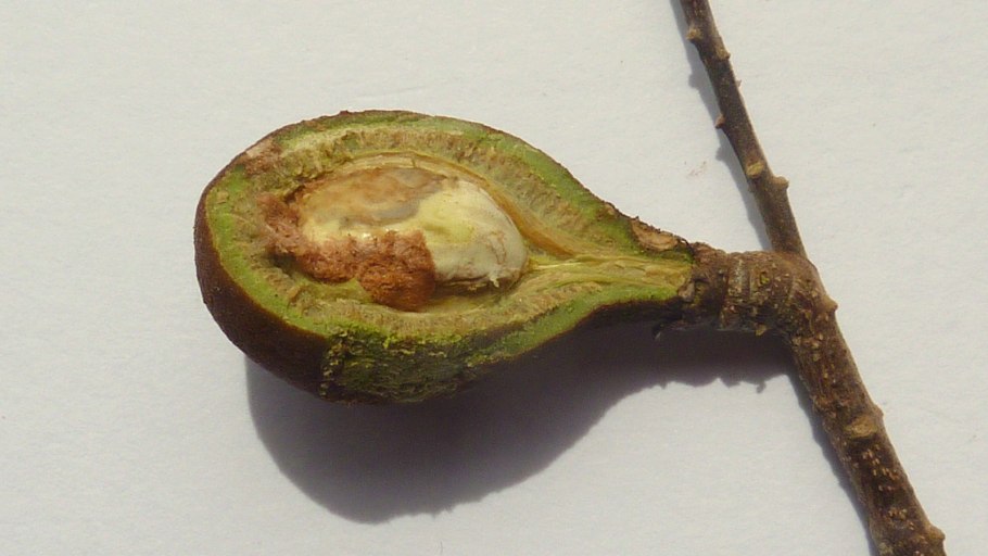 Икако кокосовая слива