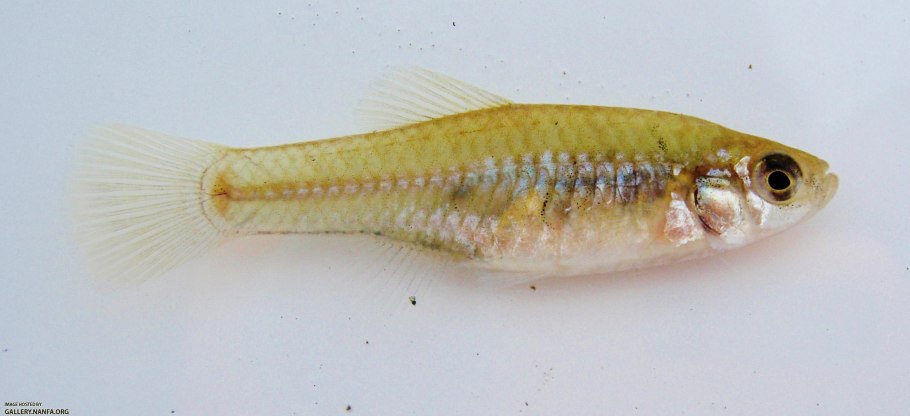 Магнолия лилиецветная nigra