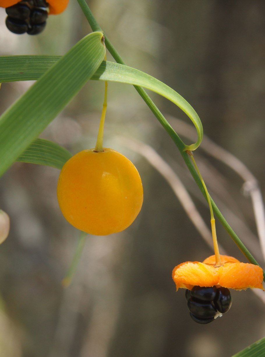 Самшит древовидный