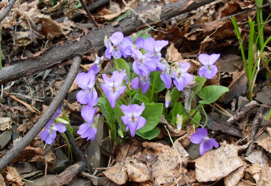 Дикорастущая фиалка холмовая