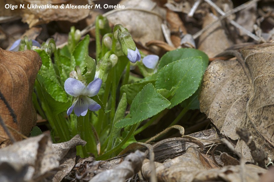 Лесная фиалка Паспалеева