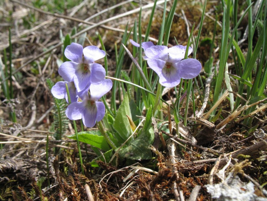 Фиалка Лесная холмовая
