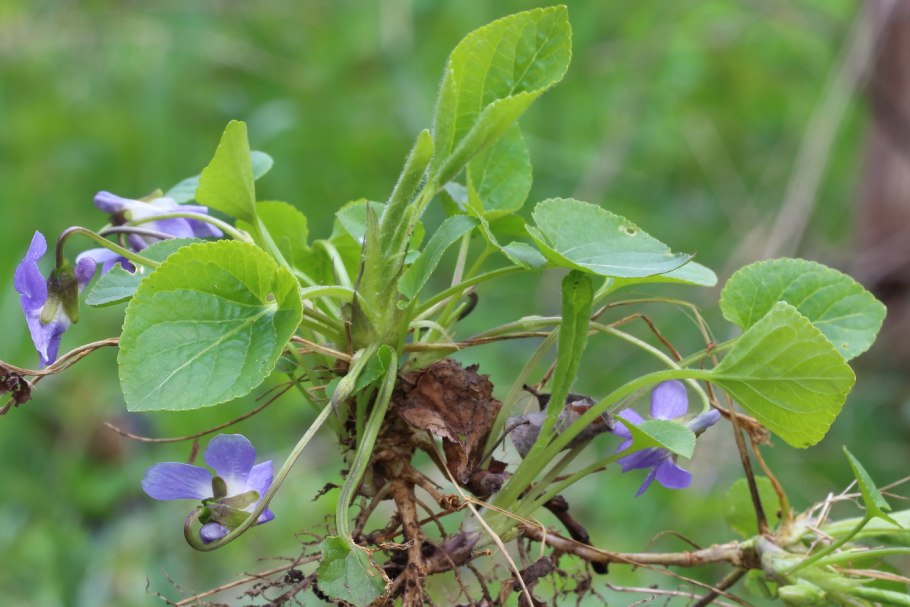 Первоцвет фиалка Лесная