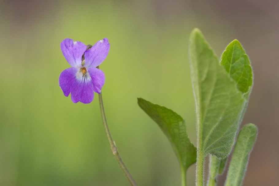 Фиалка Медуница
