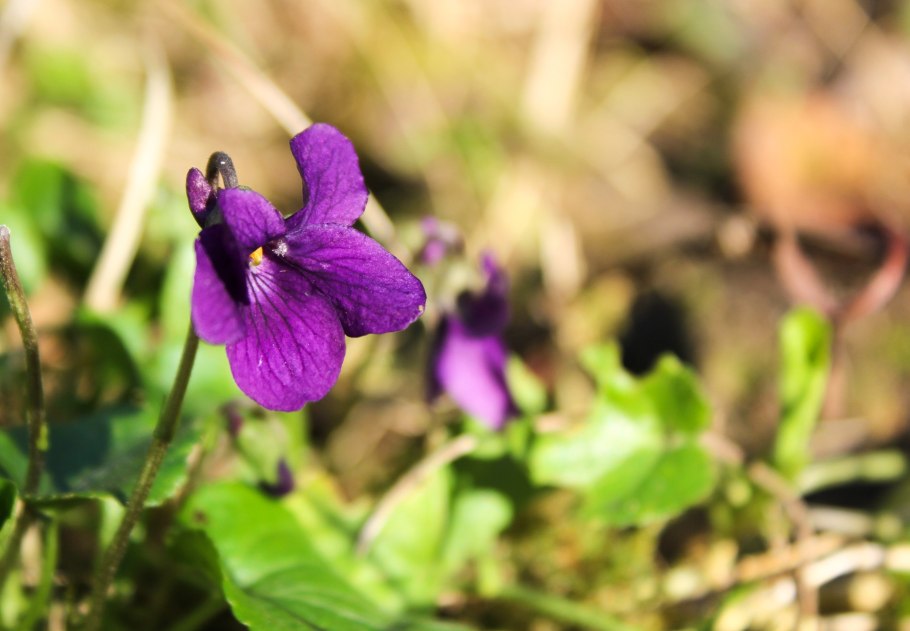 Viola odorata растение
