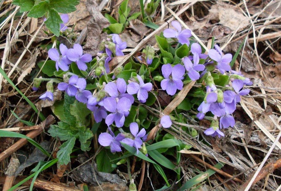 Дикорастущая фиалка холмовая