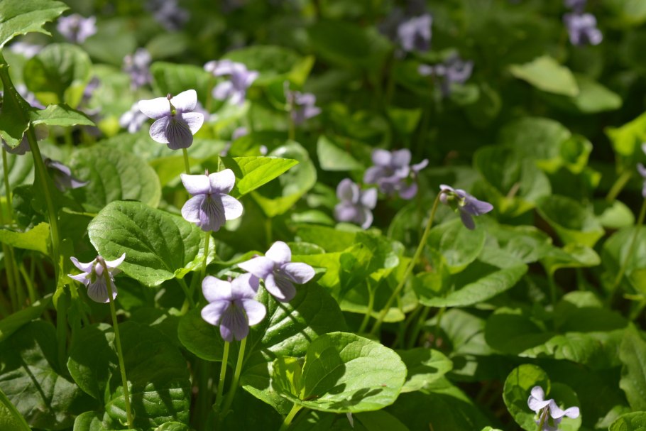 Фиалка топяная viola uliginosa