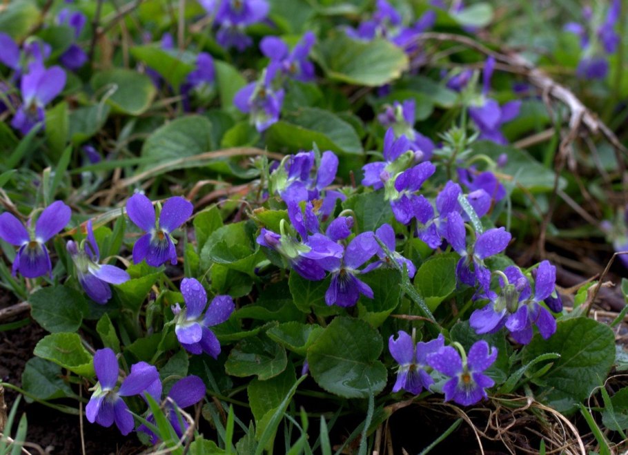 Viola hirta