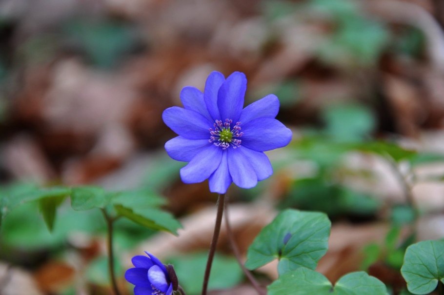 Hepatica nobilis
