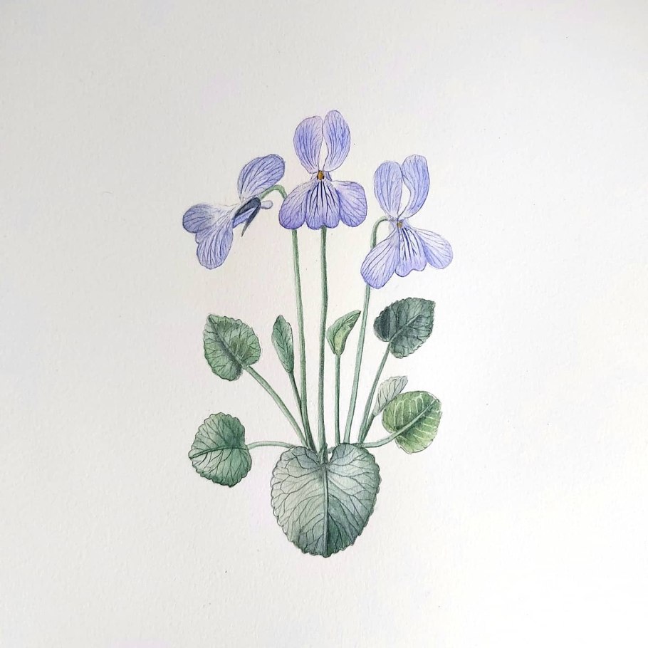 Дикорастущая фиалка холмовая