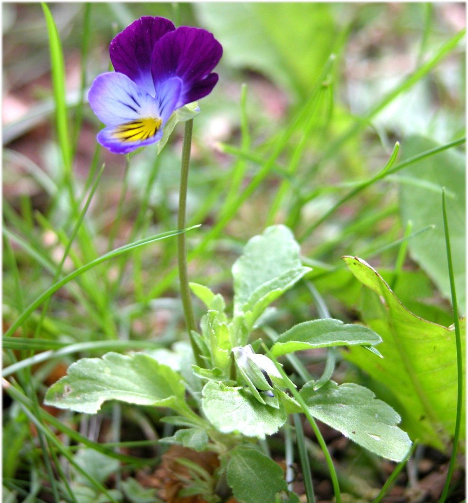 Фиалка опушённая