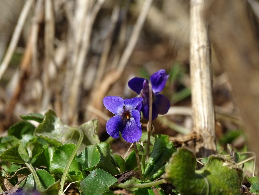 Фиалка крийская