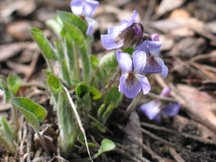 Виола душистая / Viola odorata