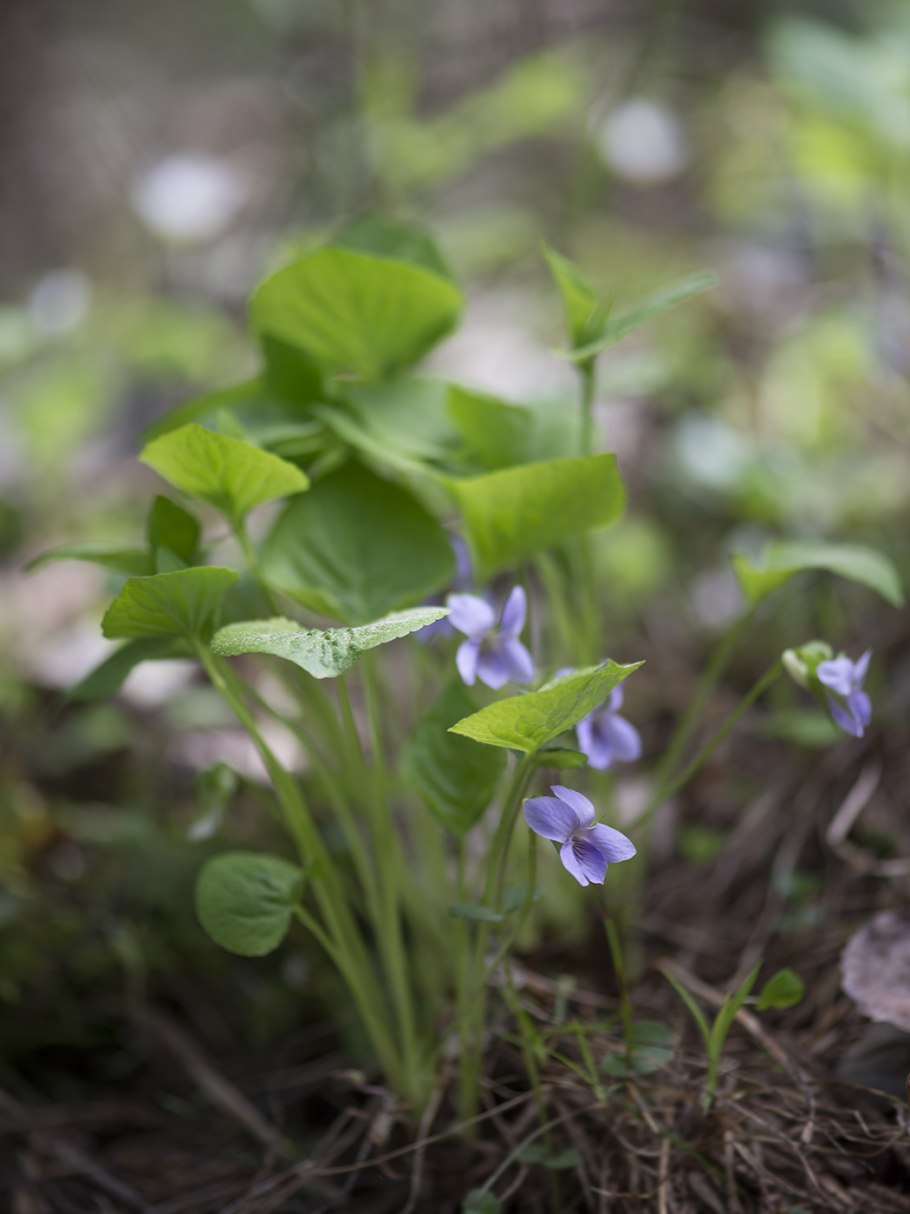 Фиалка собачья viola canina
