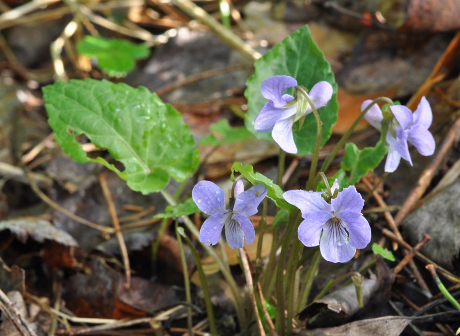 Фиалка селькирка (viola selkirkii)