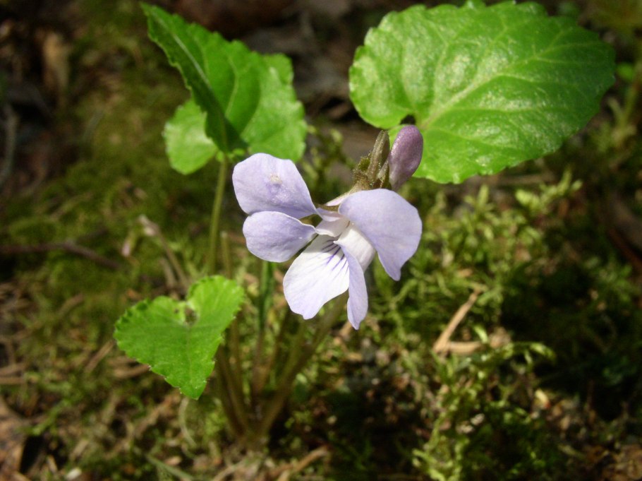 Фиалка селькирка (viola selkirkii)