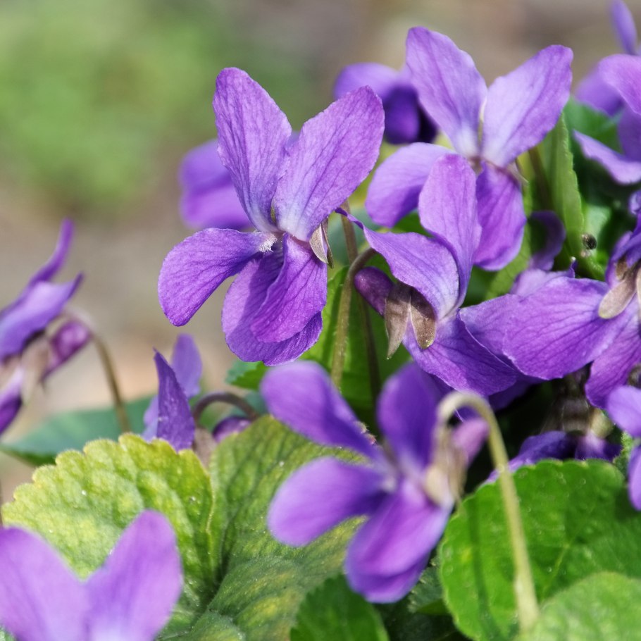 Фиалка собачья (Viola Canina)