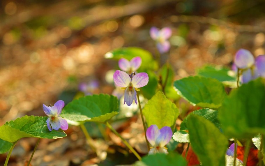Лесные фиалки