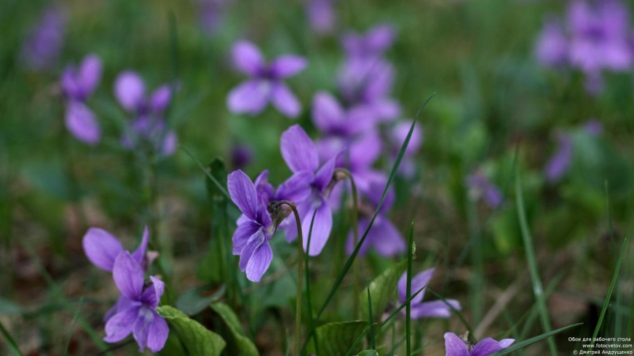 Фиалка топяная viola uliginosa