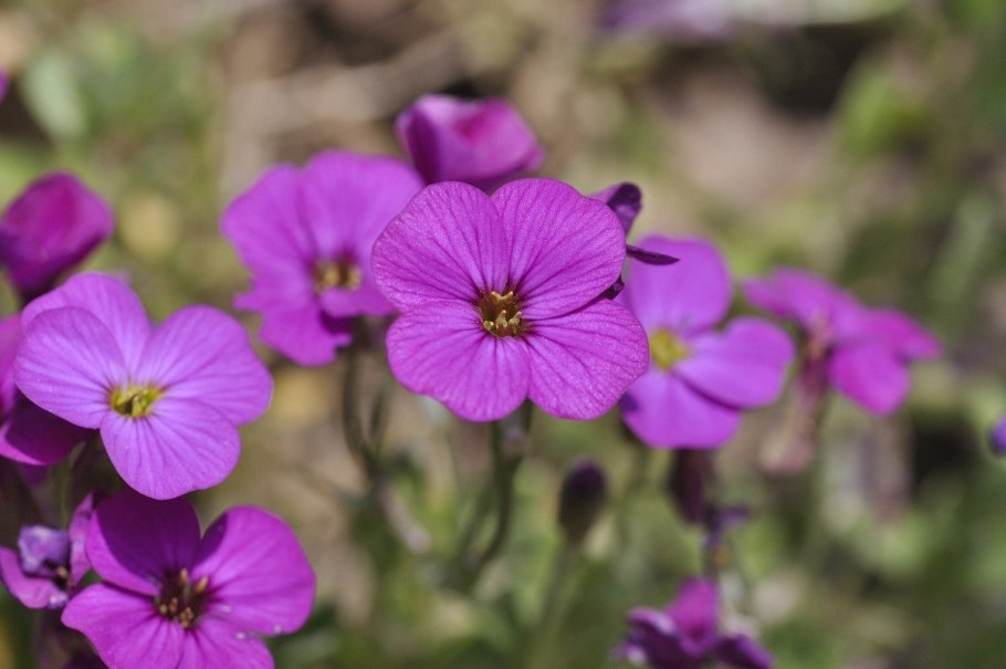 Обриета аубреция