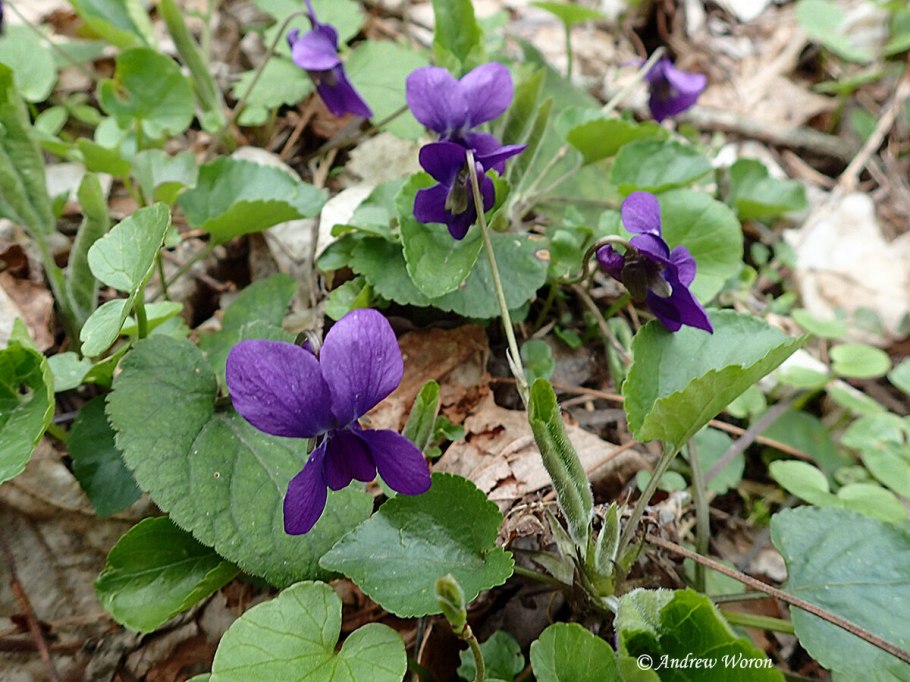 Фиалка (viola odorata)