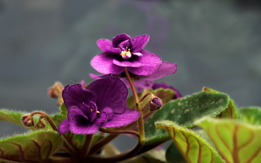 Узамбарская фиалка