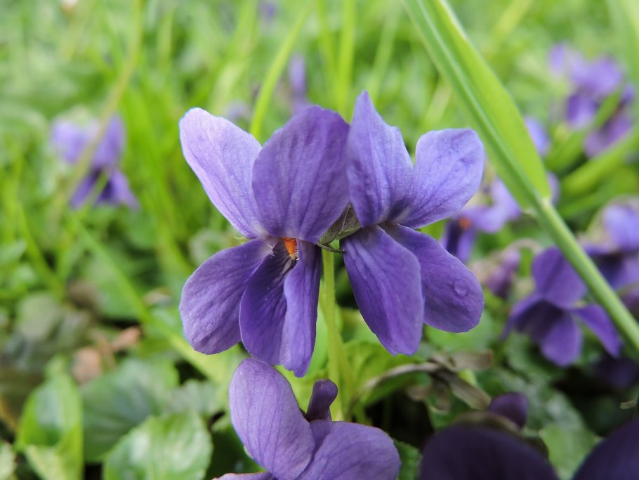Viola odorata фиалка душистая