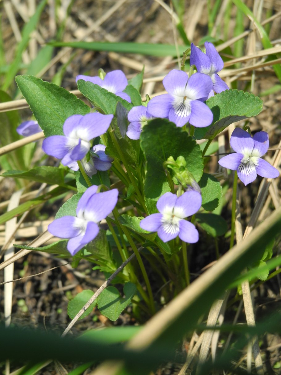 Фиалка собачья viola canina