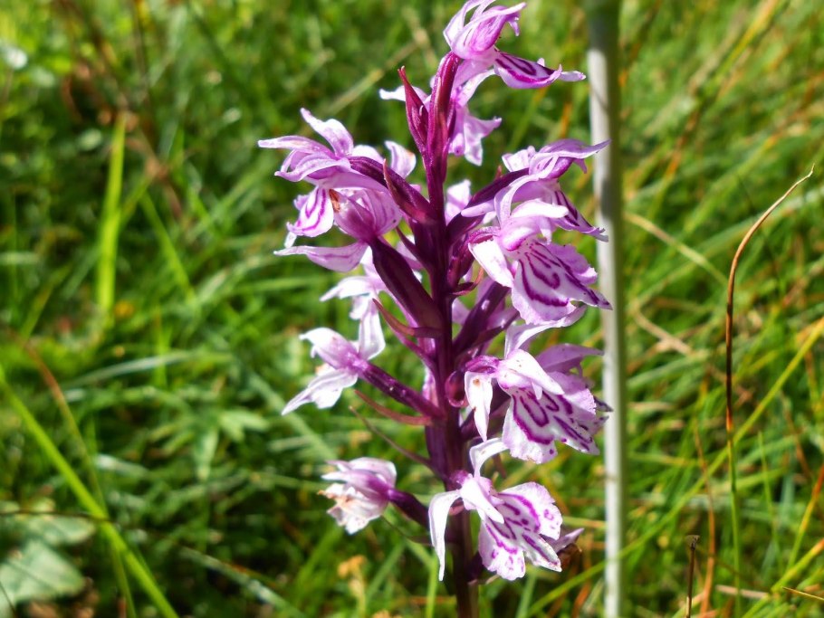Orchis wirtgenii