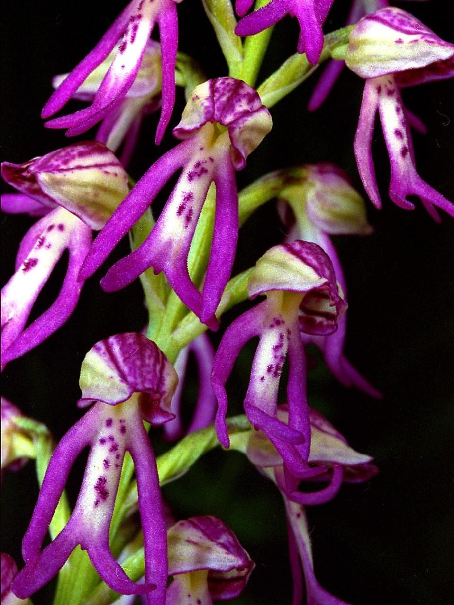 Ятрышник шлемоносный соцветие