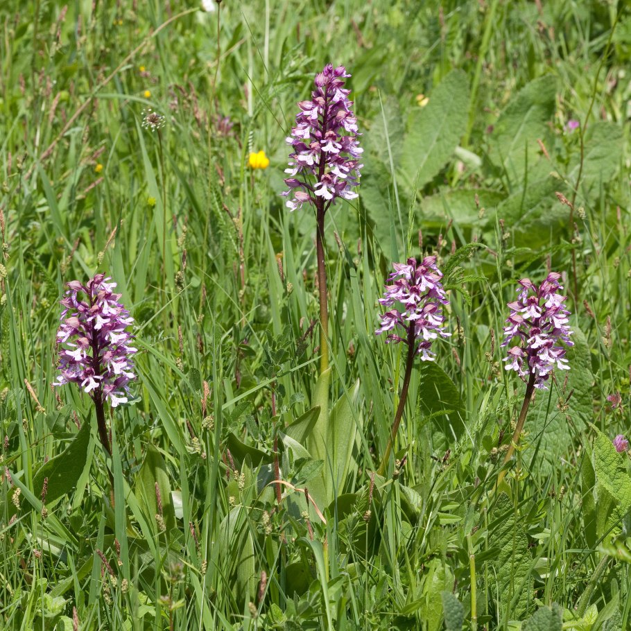 Ятрышник кавказский