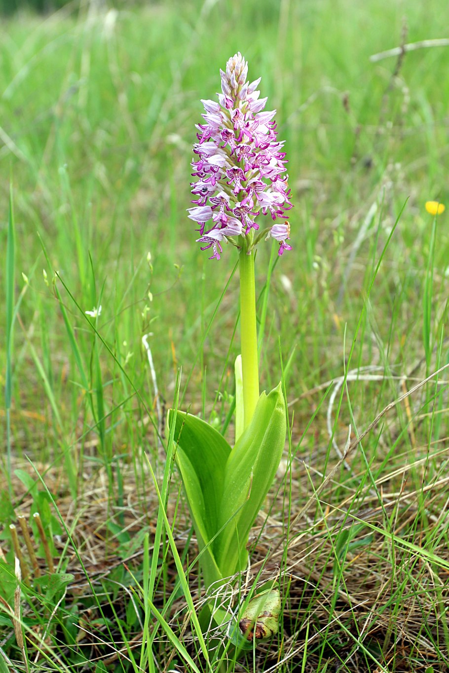 Дикая Орхидея ятрышник пятнистый