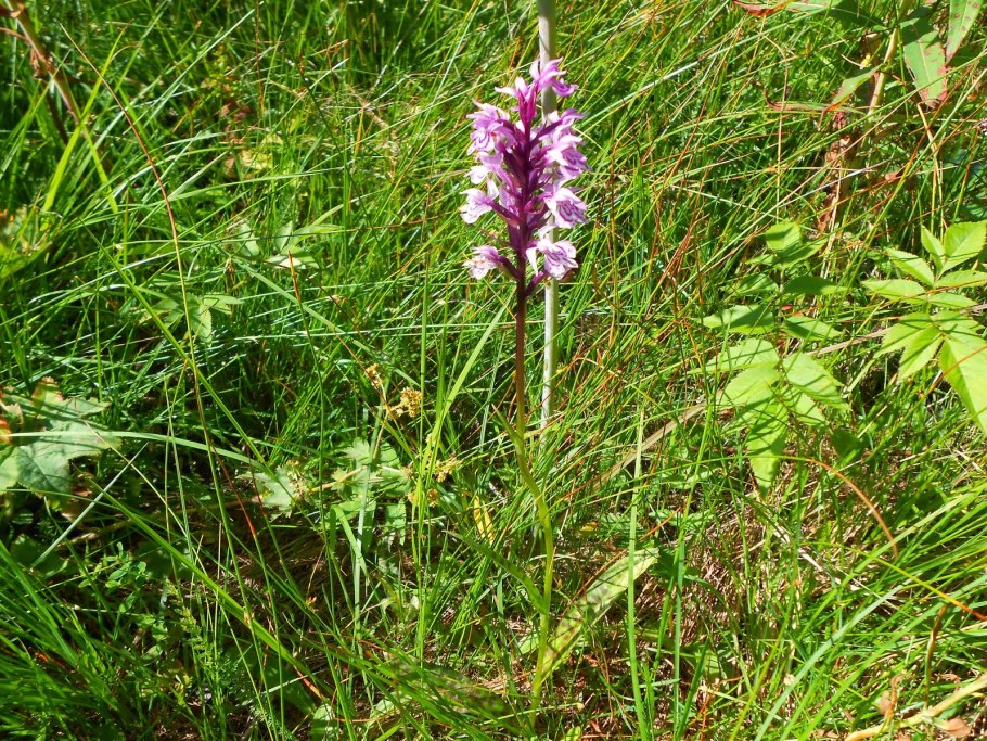 Ятрышник шлемоносный белый