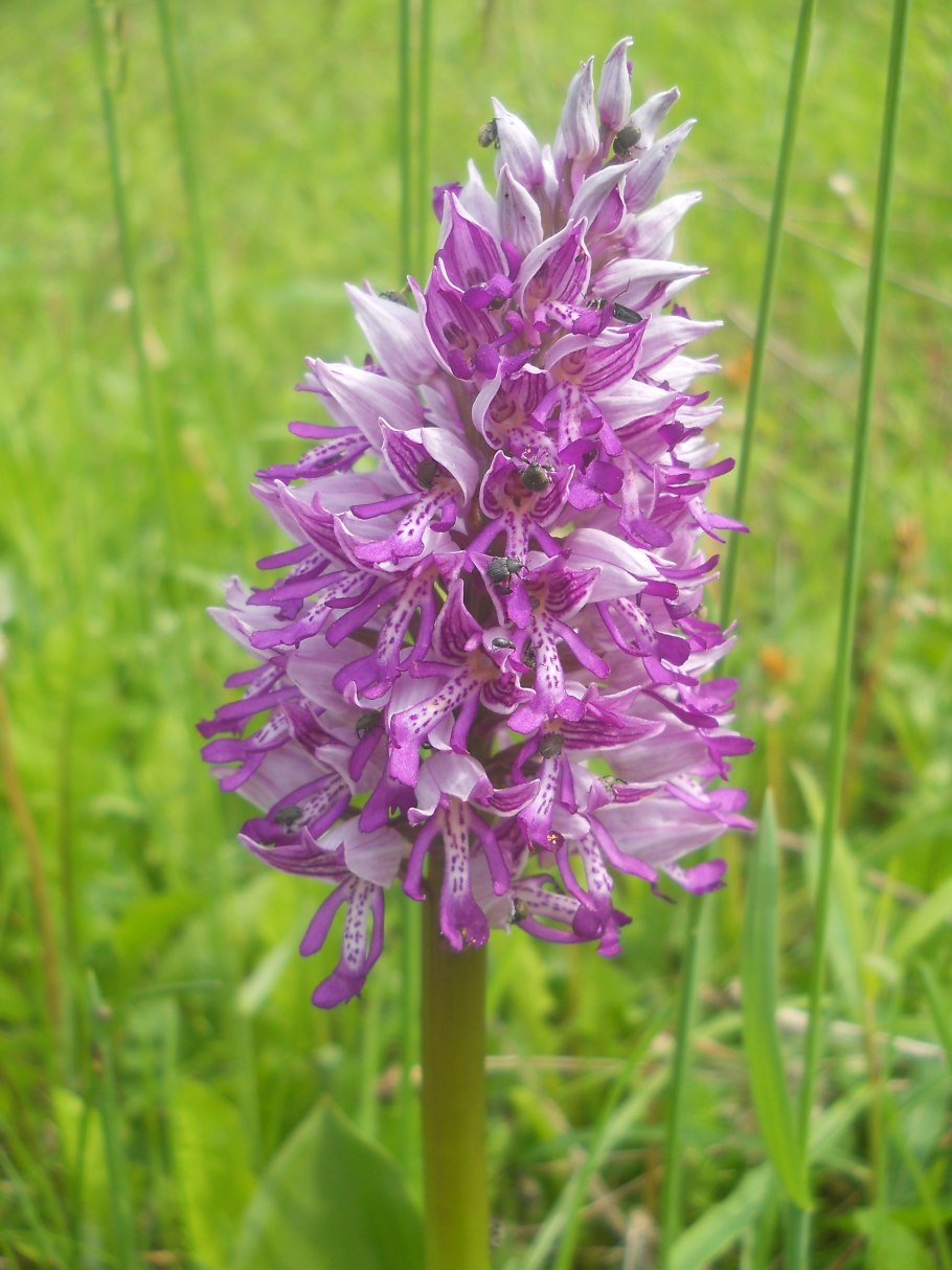 Ятрышник шлемоносный (Orchis militaris),