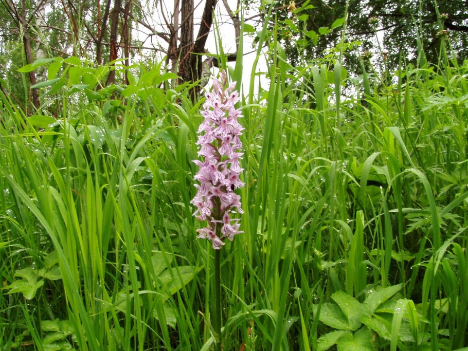 Дикая Орхидея ятрышник пятнистый