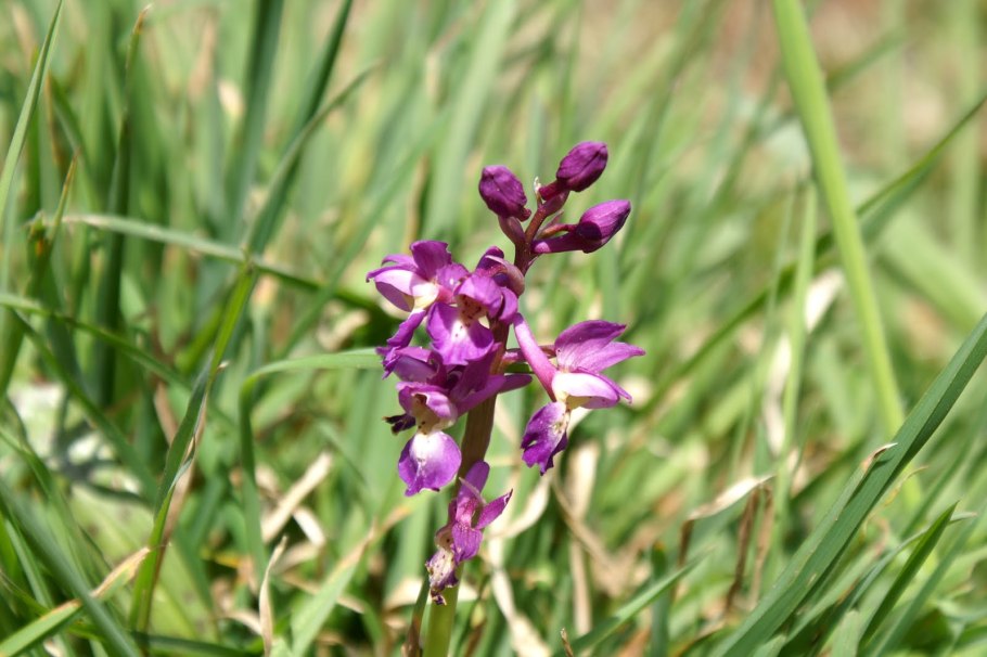 Ятрышник салеп корень