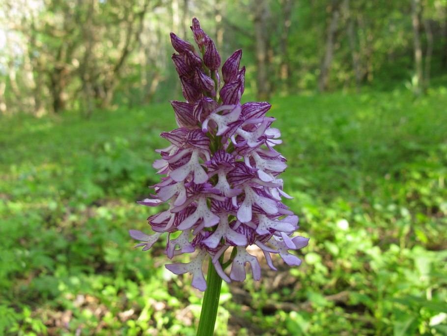 Orchis (ятрышник)