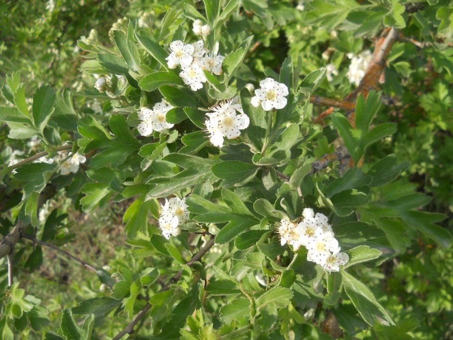 Боярышник Крымский