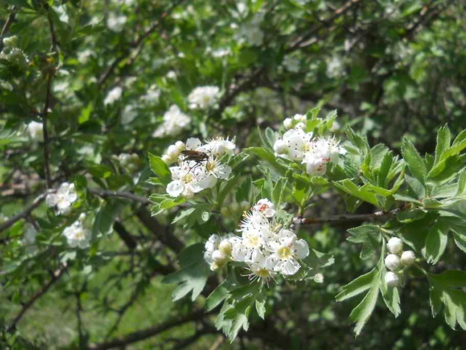 Боярышник Мейера Crataegus meyeri Pojark