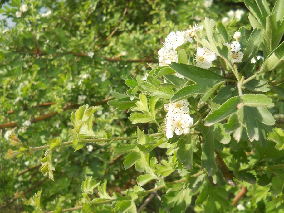 Боярышник rubra Plena