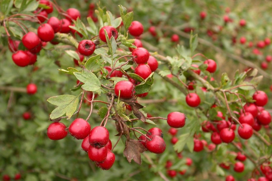 Боярышник Сибирский кроваво-красный