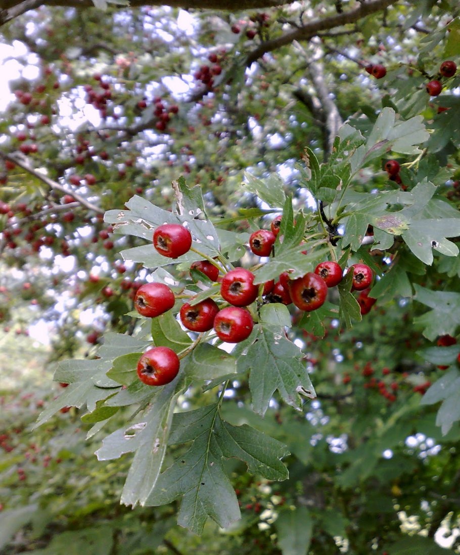 Боярышник морденский