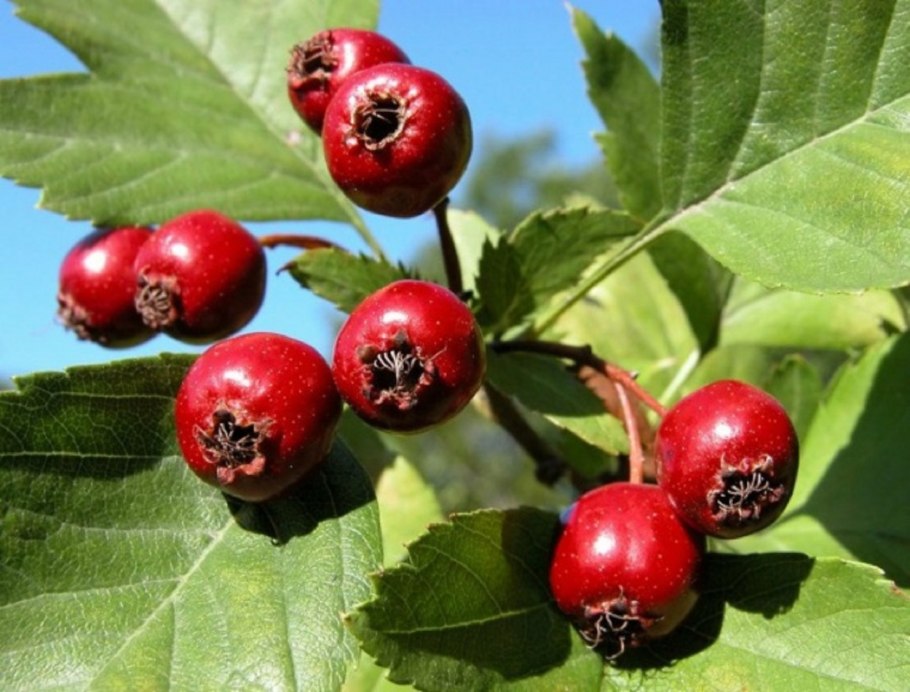 Боярышник сибирский crataegus sanguinea